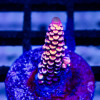 179 Acro Frag