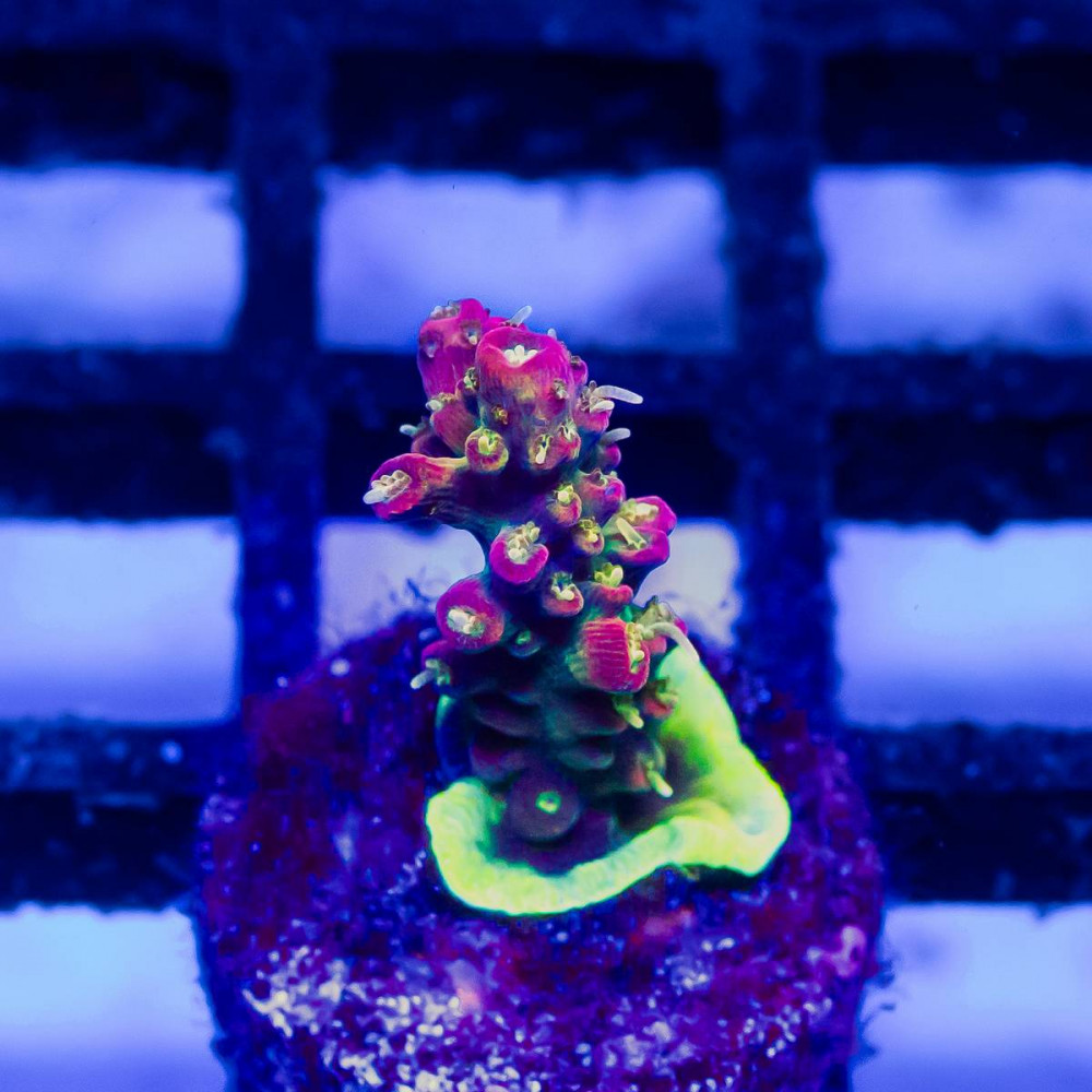 189 Acro Frag