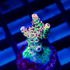 40 Acro Frag