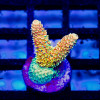 Tenuis Golden Smoke Acro Frag