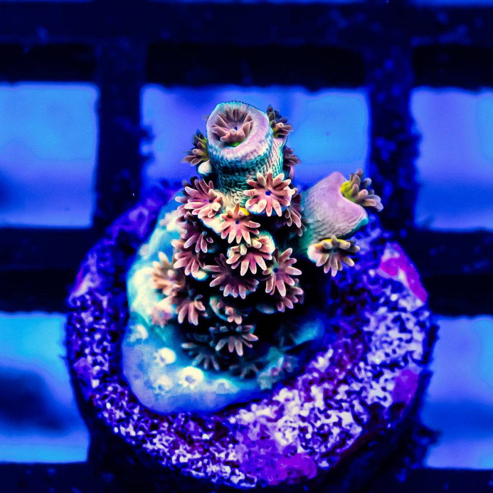 210 Acro Frag