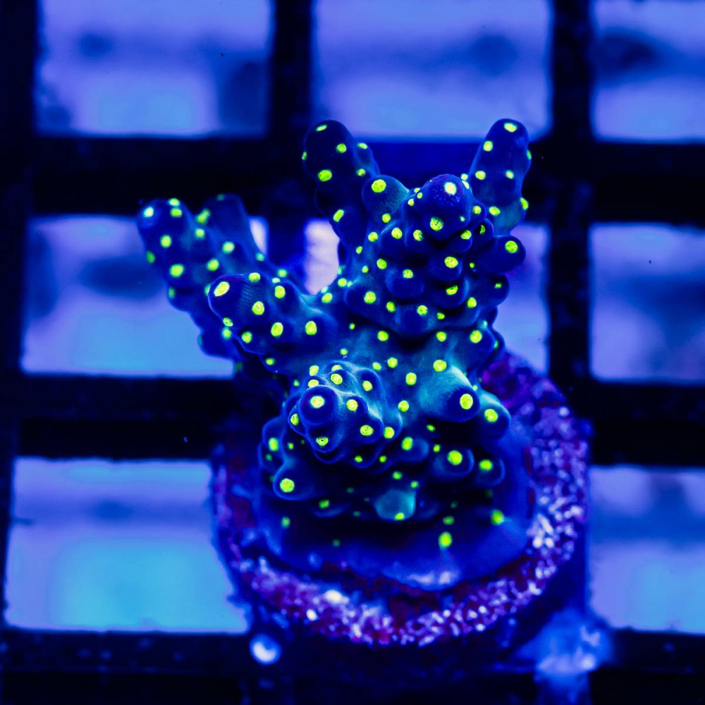 211 Acro Frag
