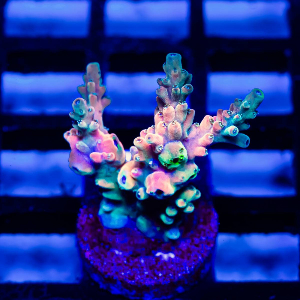  212 Acro Frag