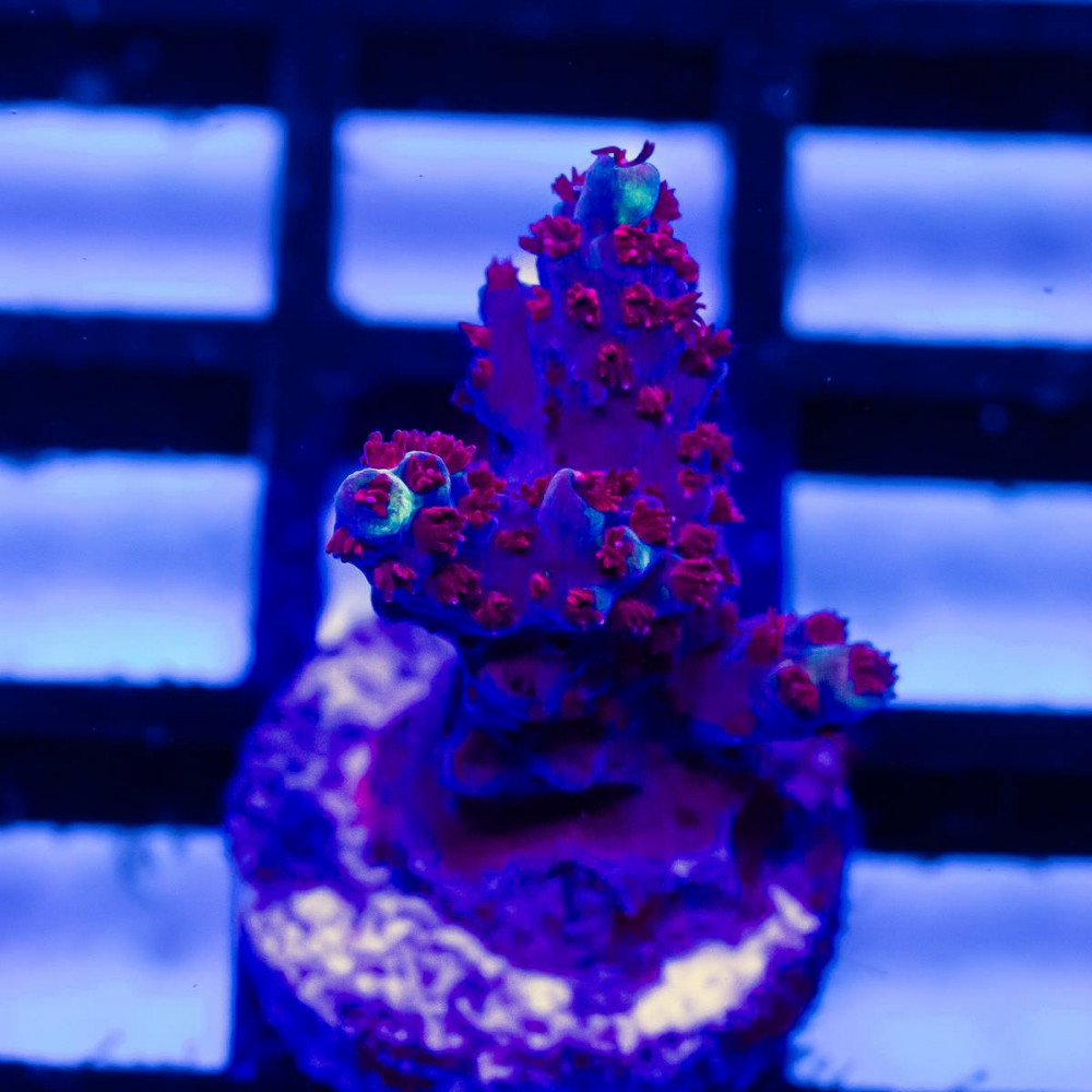  214 Acro Frag