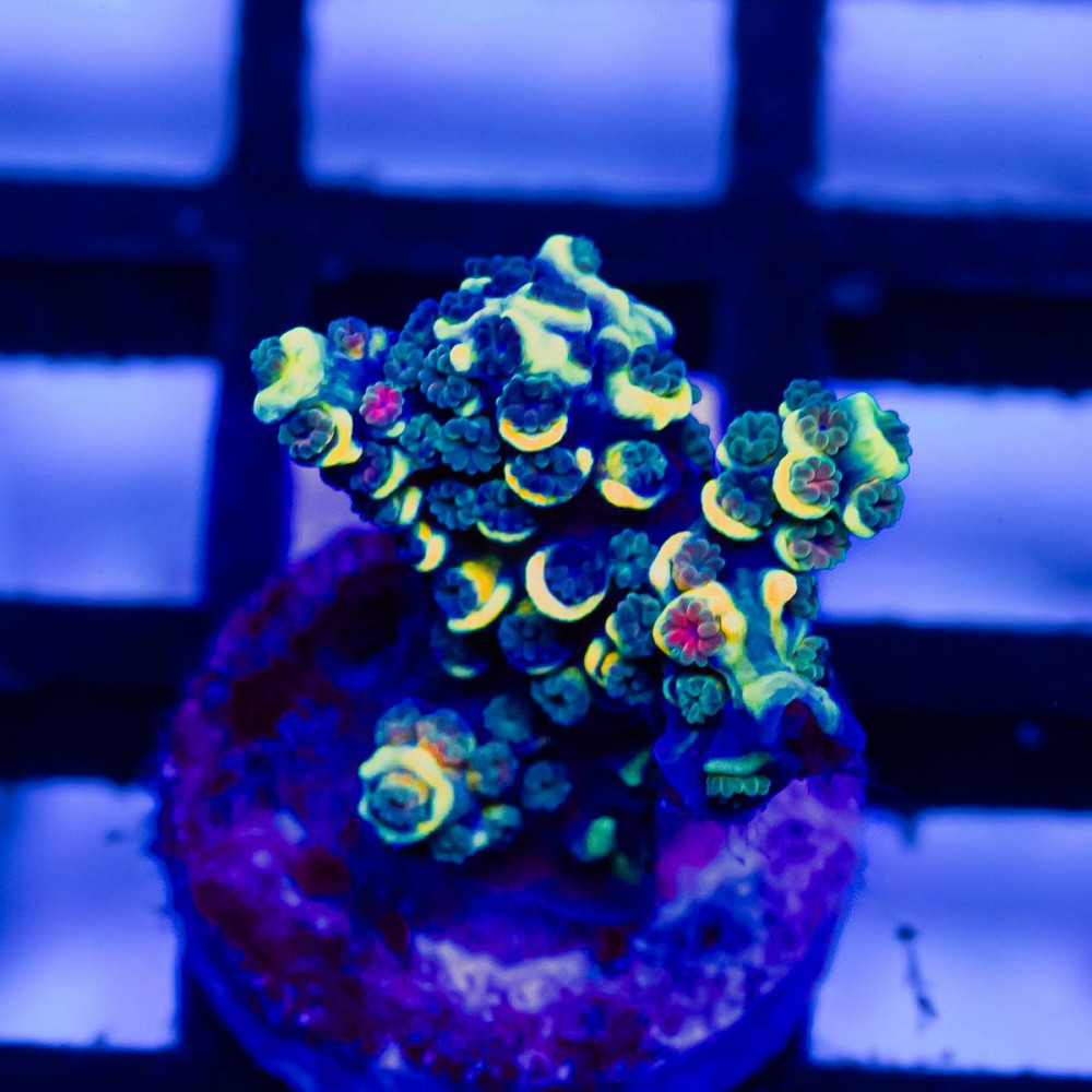  215 Acro Frag