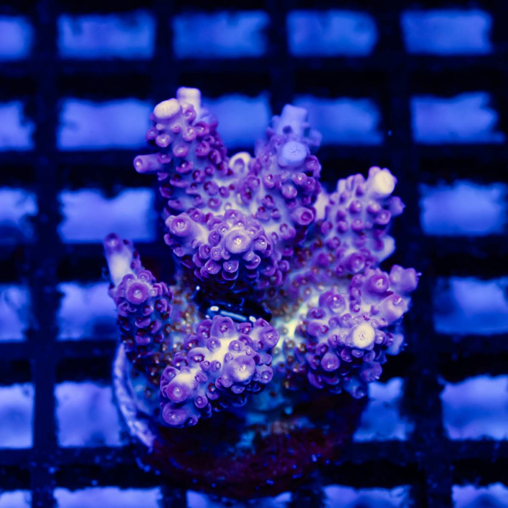  Acro Mini Colony AUSE