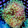 Bubble Anemone