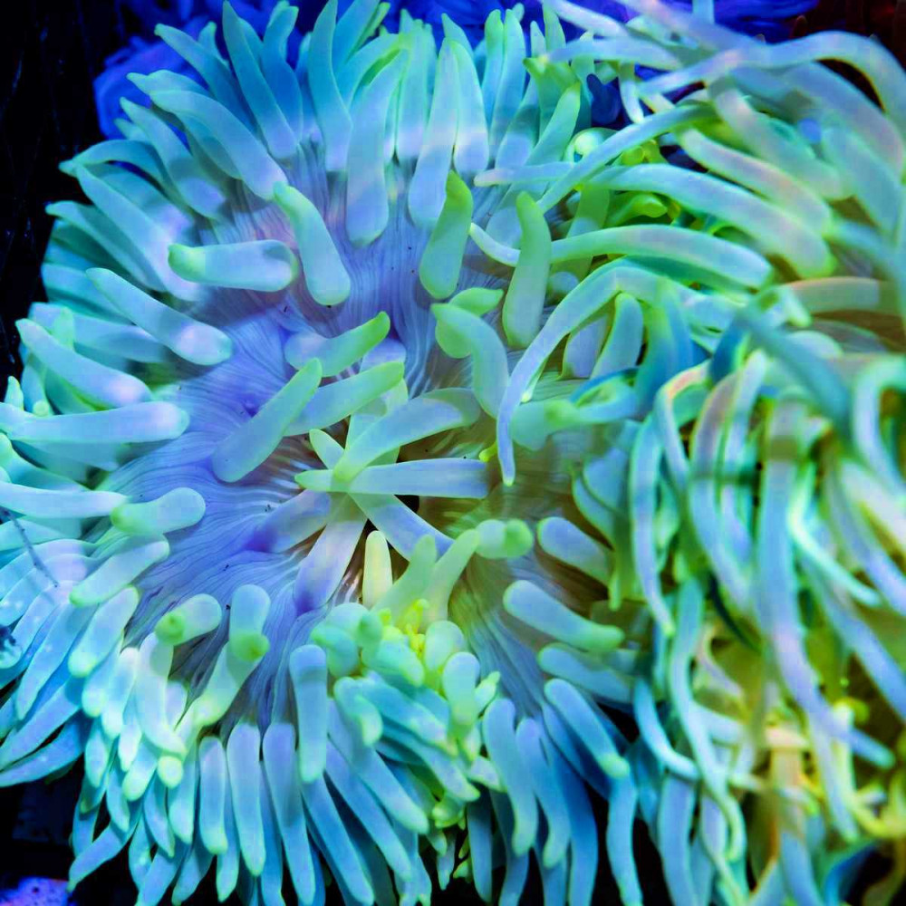 Luxurious Anemone Yellow-Blue