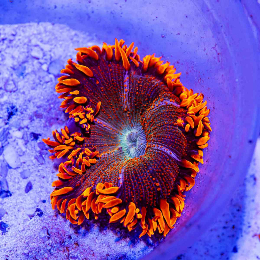 Rock Flower Anemone (Domestic)