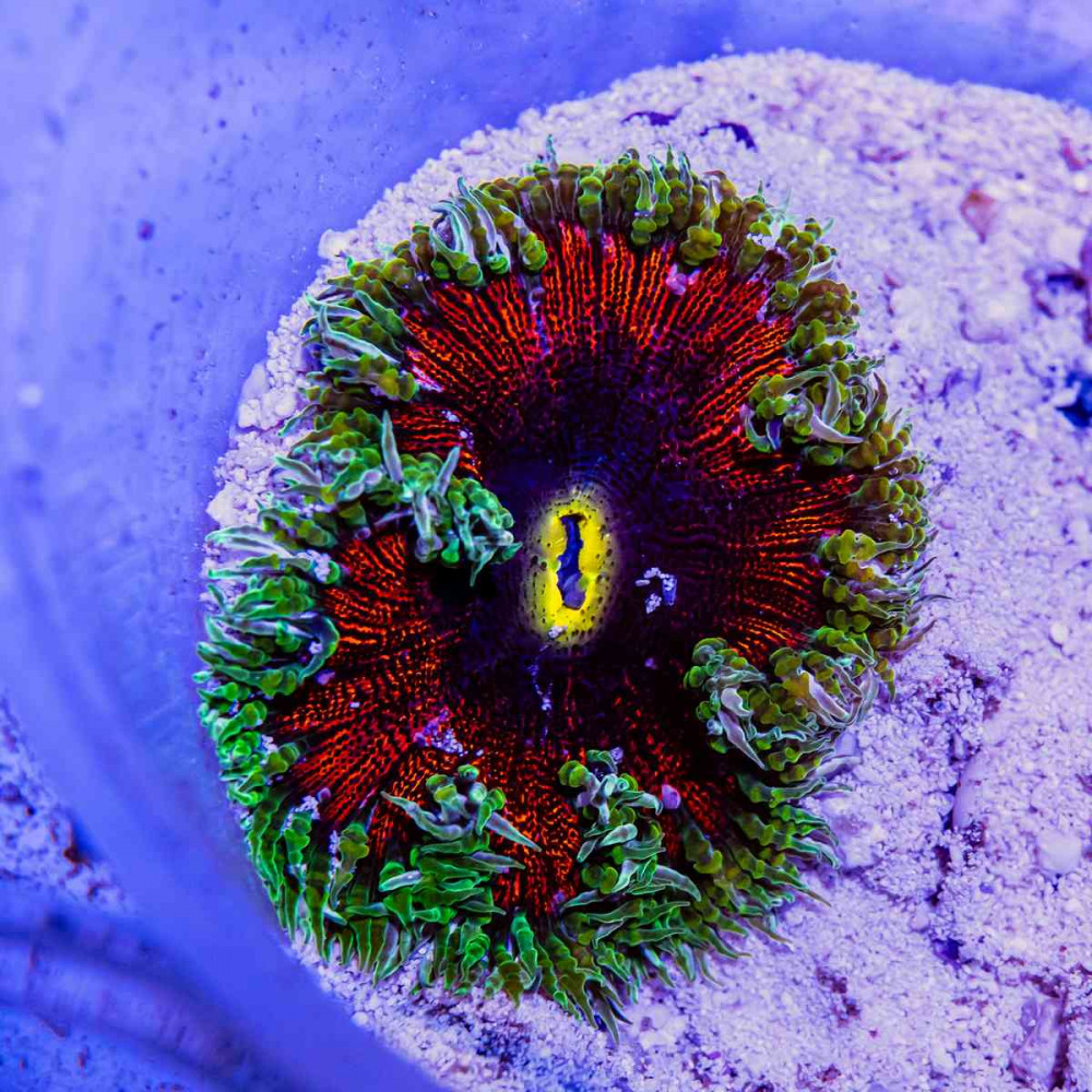 Rock Flower Anemone (Domestic) 