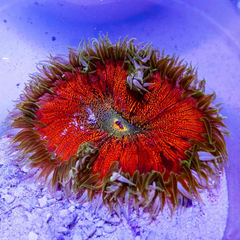 Rock Flower Anemone (Domestic)  