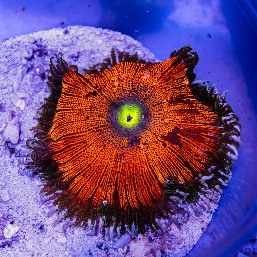 Rock Flower Anemone (Domestic)