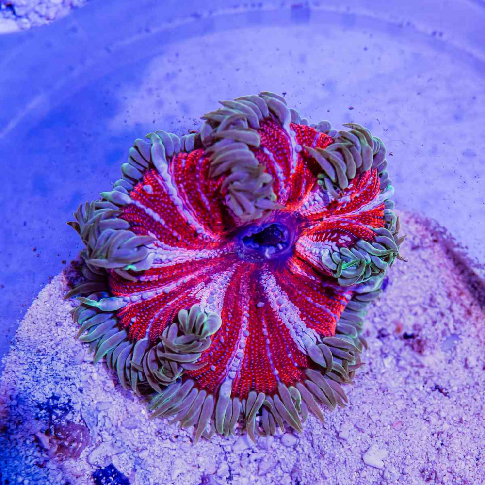 Rock Flower Anemone (Domestic)