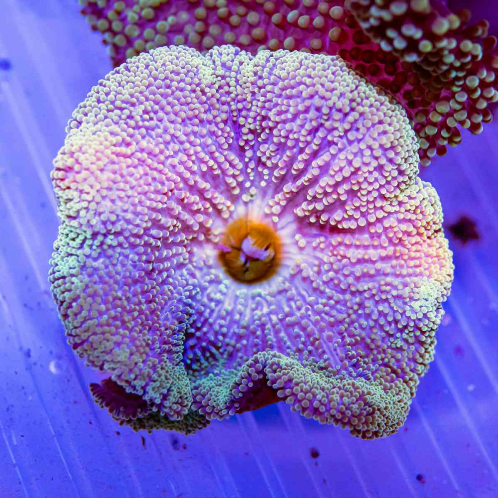 Stichodactyla Haddoni