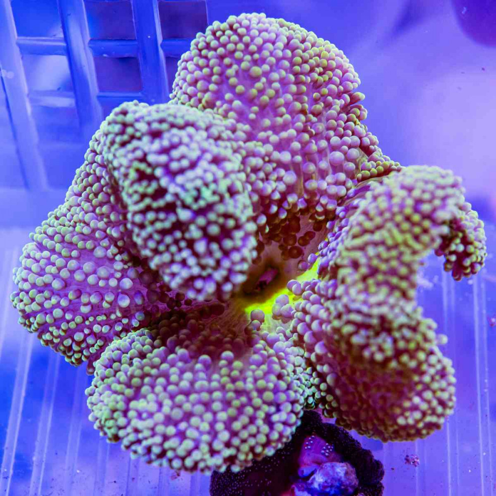 Stichodactyla Haddoni
