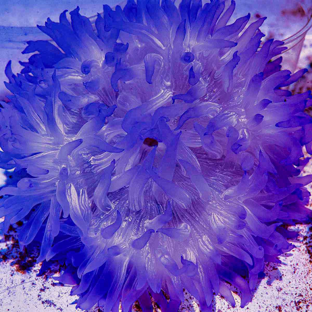 Purple Luxurious Anemone.
