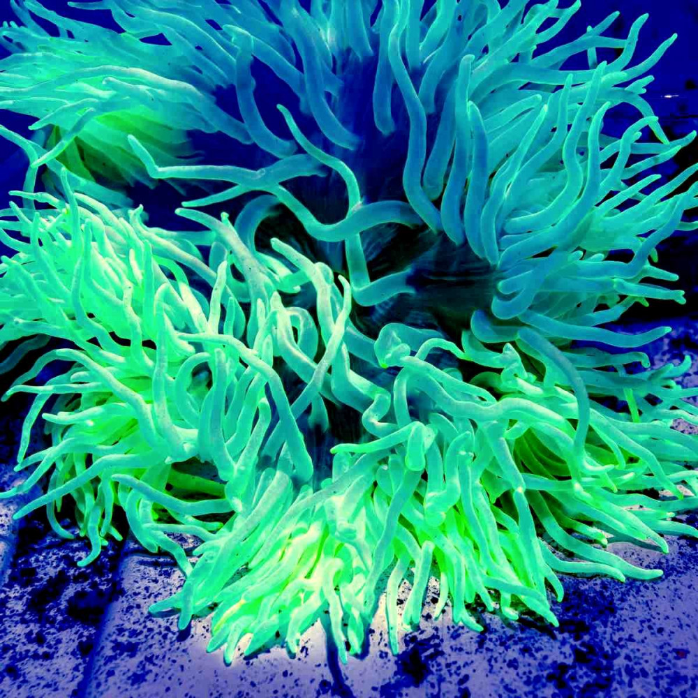 Neon-Green Luxurious Anemone