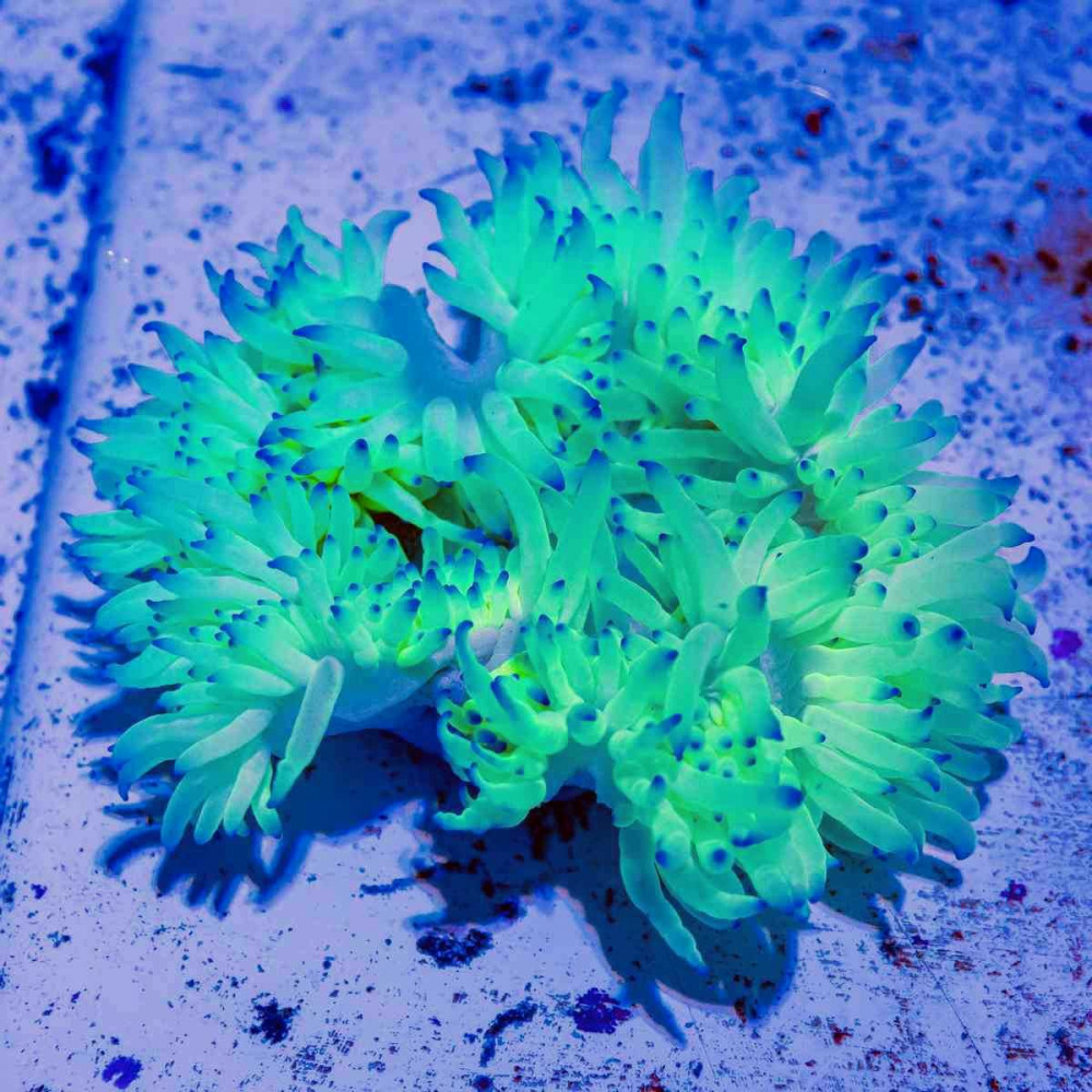 Heteractis Malu