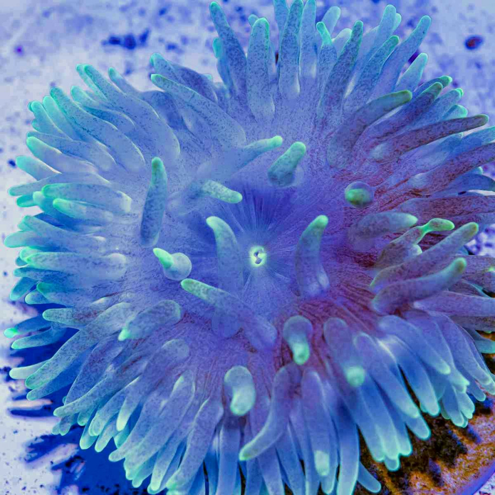 Purple-Green Luxurious Anemone
