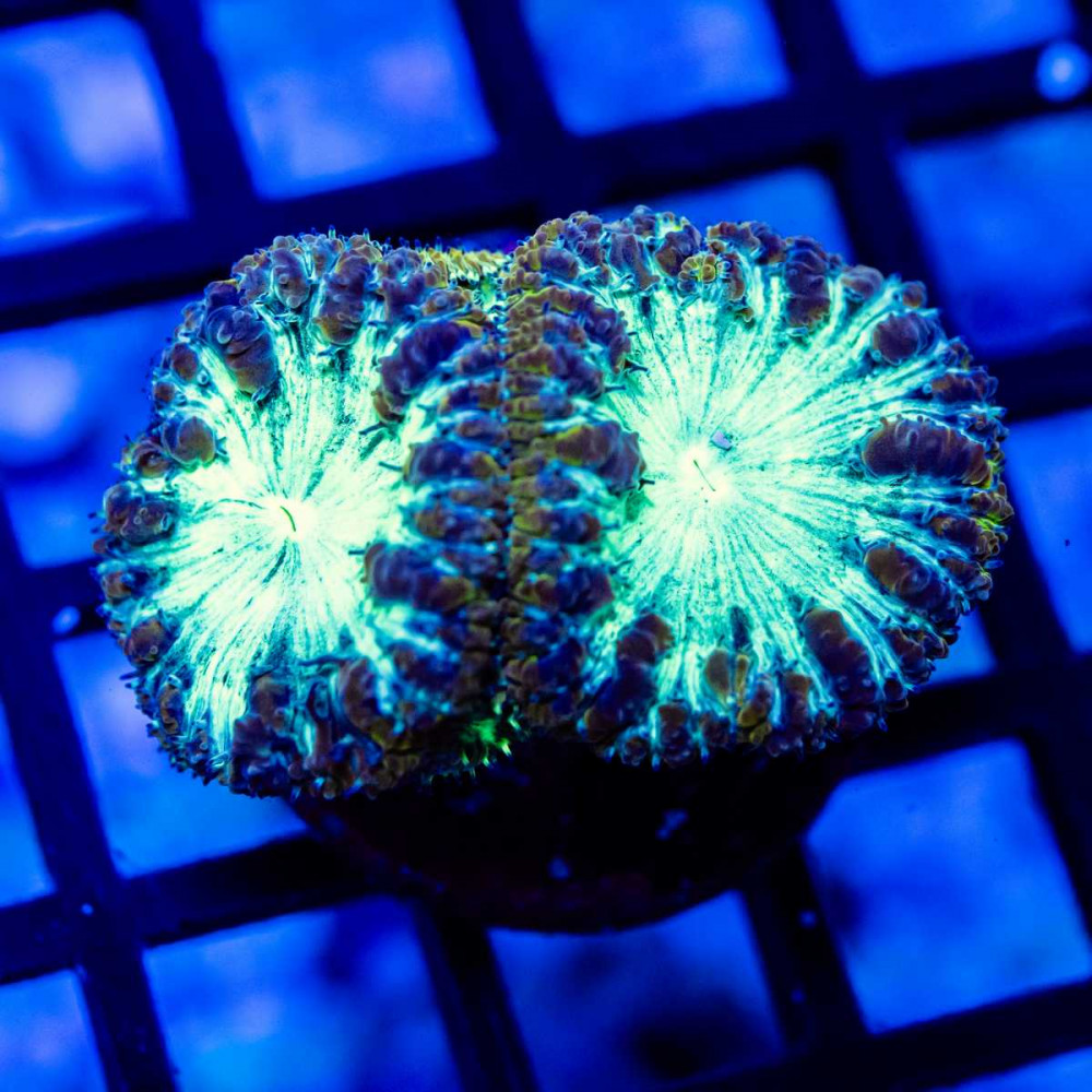 Blastomussa Gold Rim