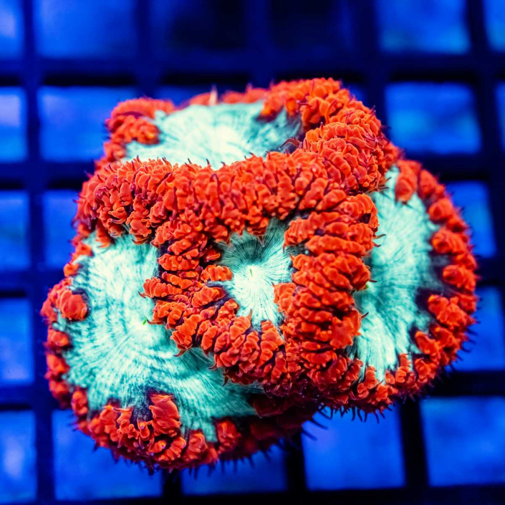 Blastomussa ultra grade red/toxic green 4 polyps