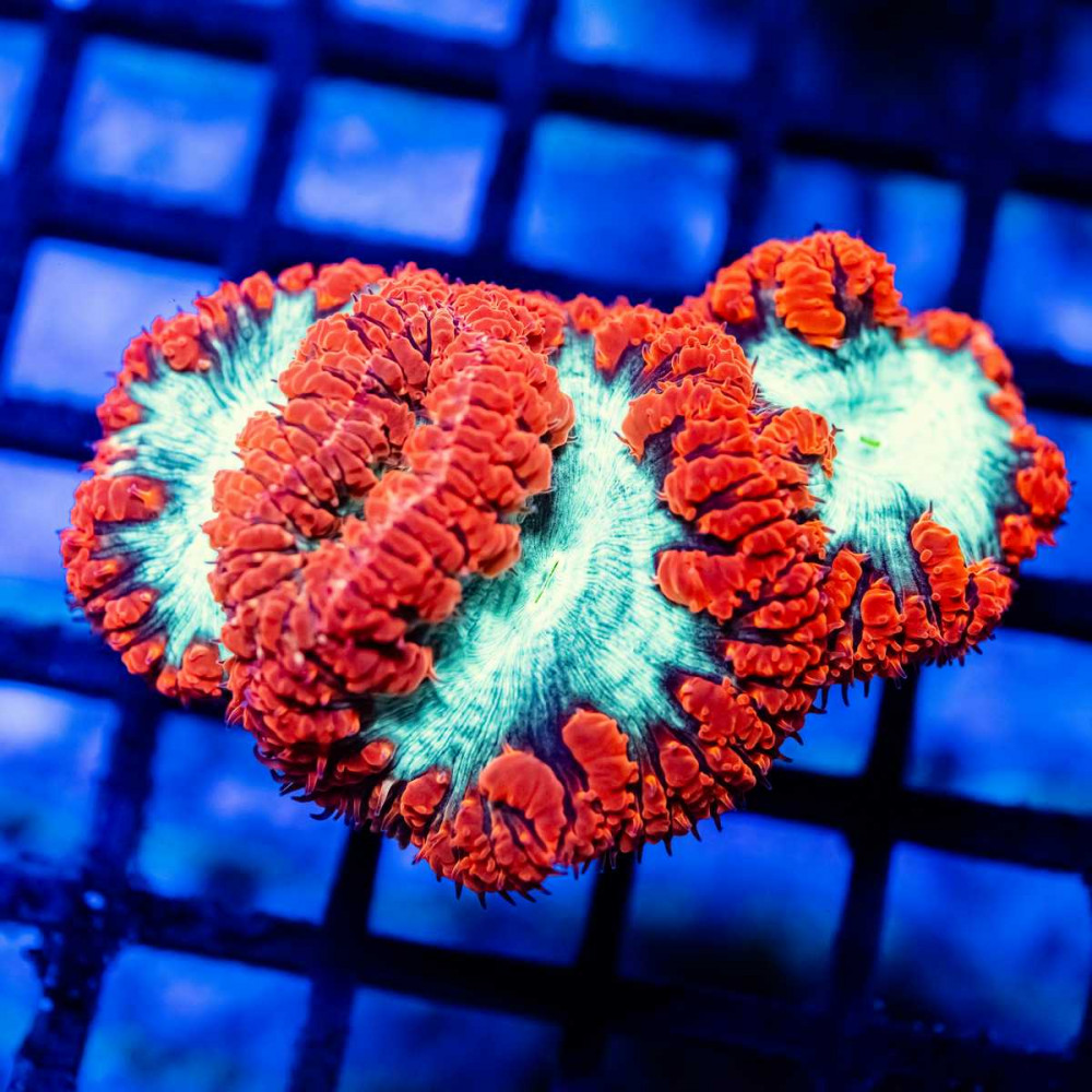 Blastomussa ultra grade red/toxic green 3 polyps