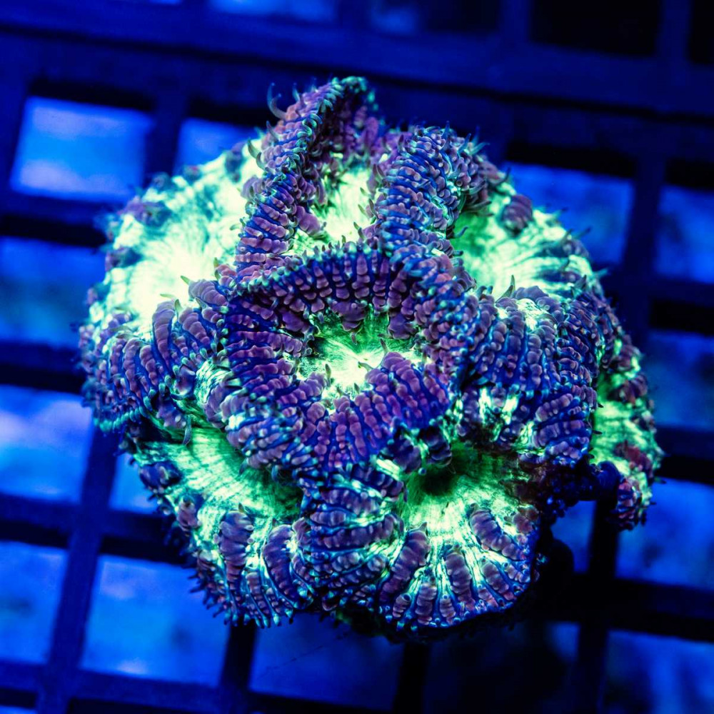 Blasto garden Gold Rime