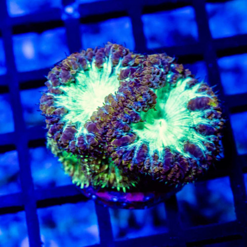 Blastomussa unique blue/green striped garden