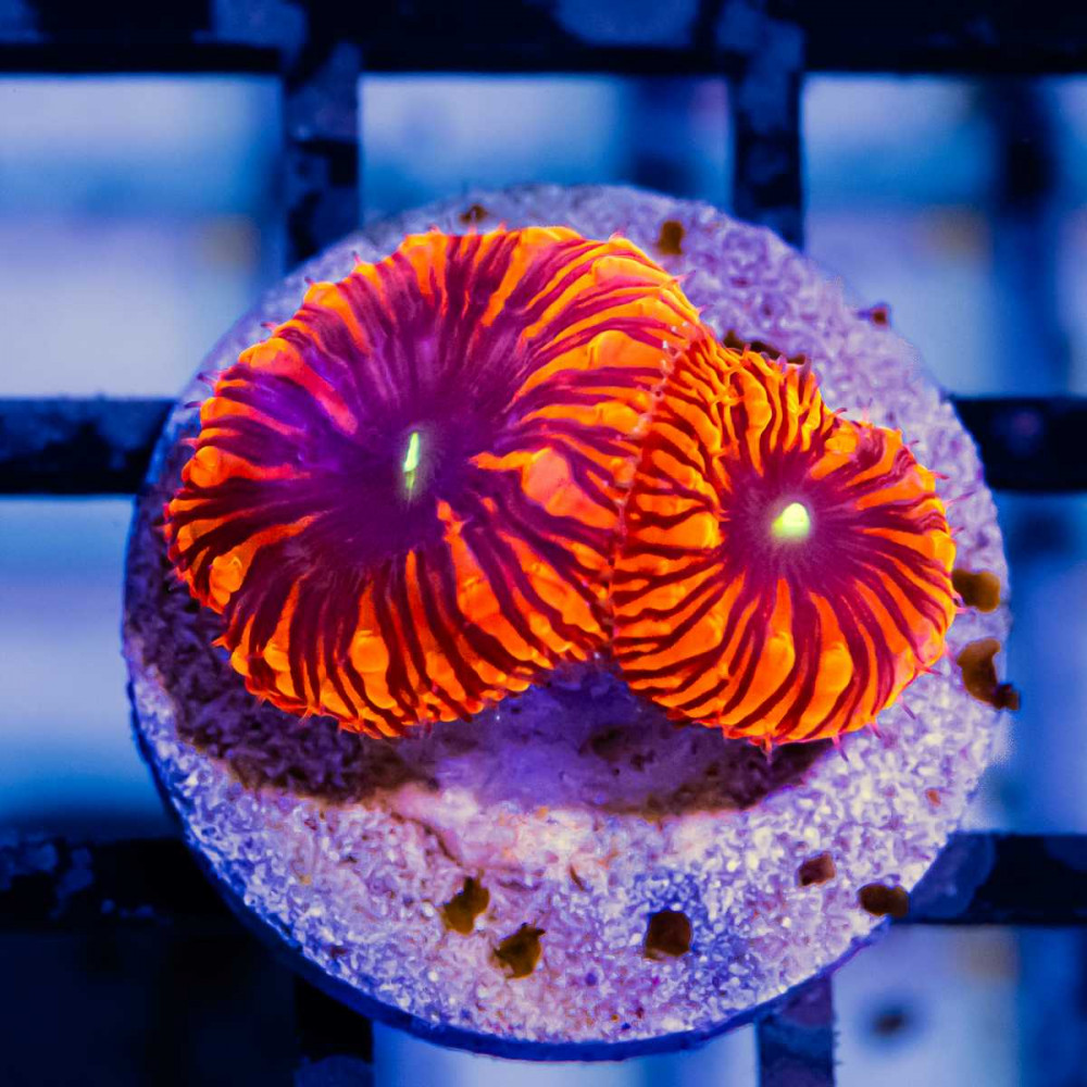 Blasto Red Flame
