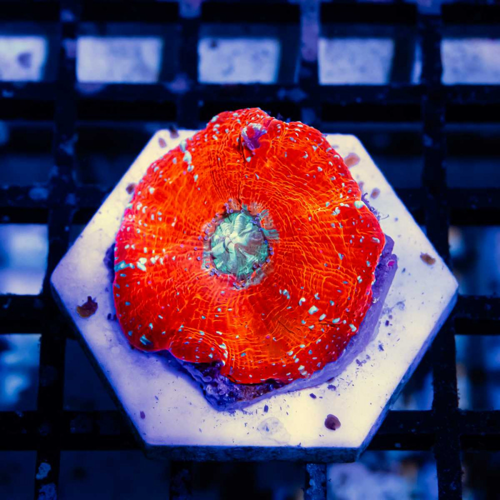 Blastomussa ultra grade red