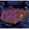 Pink Yellow Alien Eye Chalice Frag