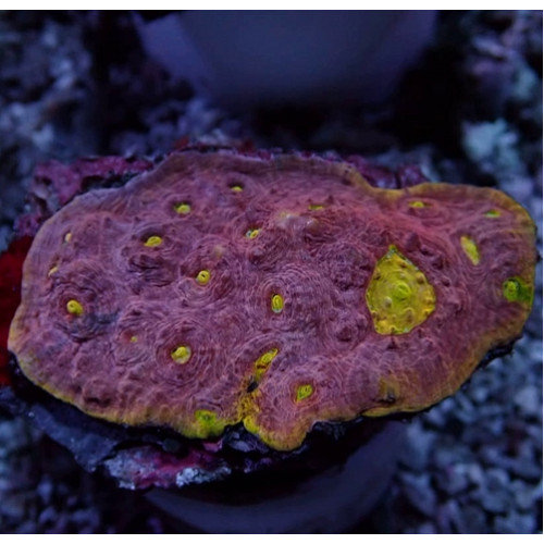 Pink Yellow Alien Eye Chalice Frag