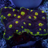 Burgundy Yellow Eyes Chalice
