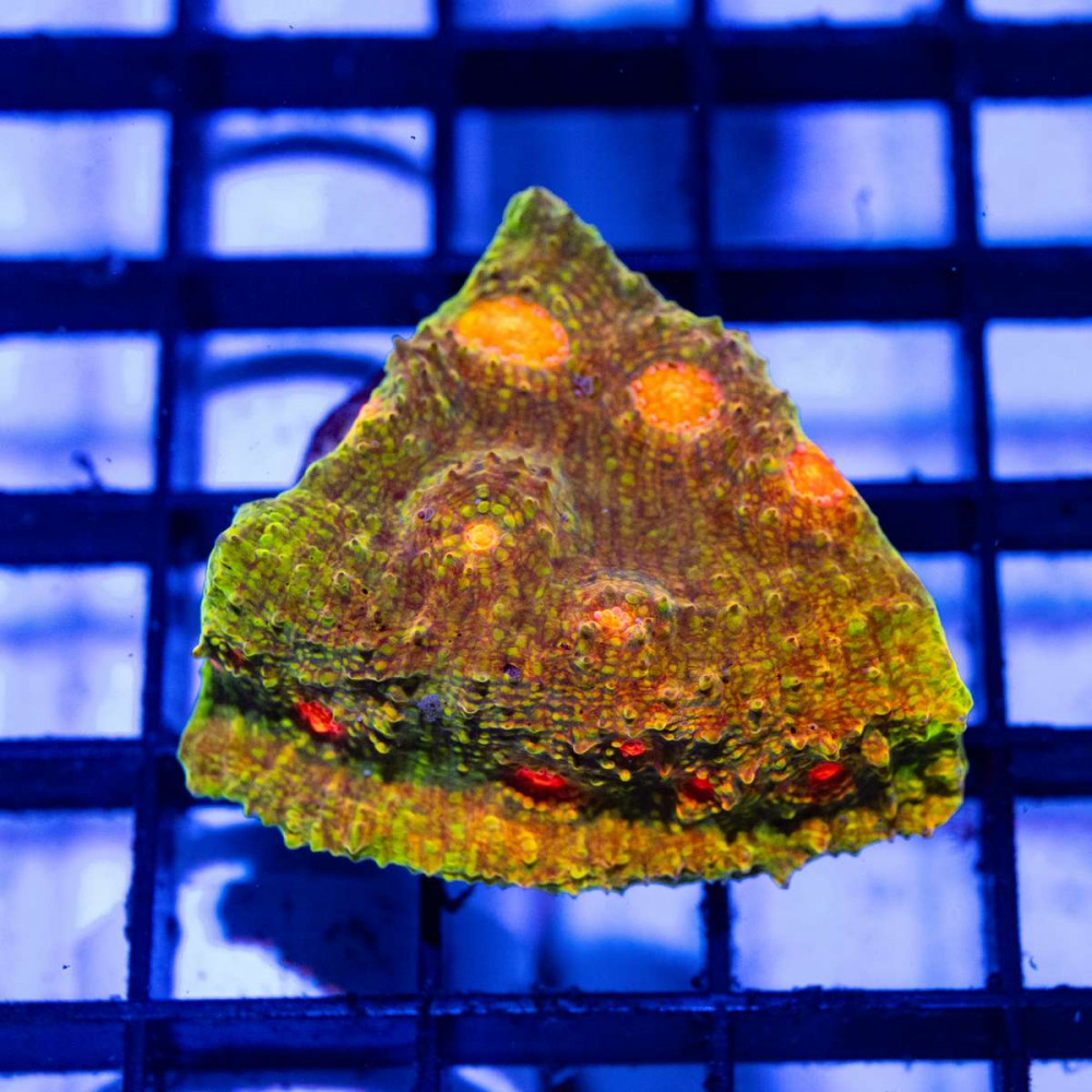  Mummy Eye Chalice Frag