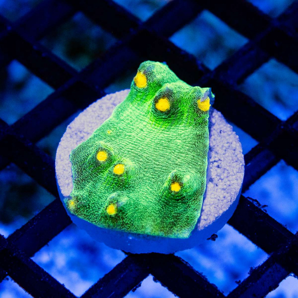  Chalice Ultra Green Yellow Dots