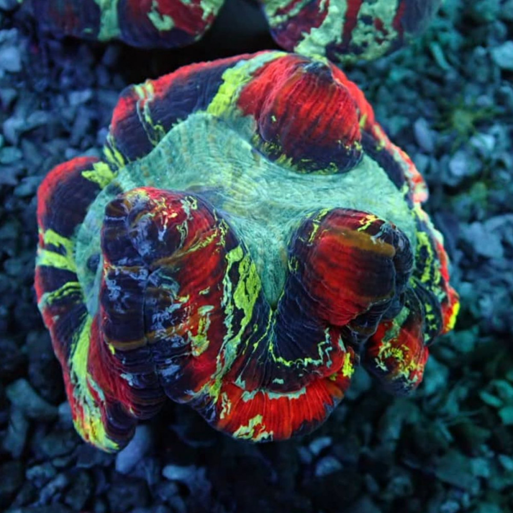  Wellsophyllia Ultra Сolored Flash