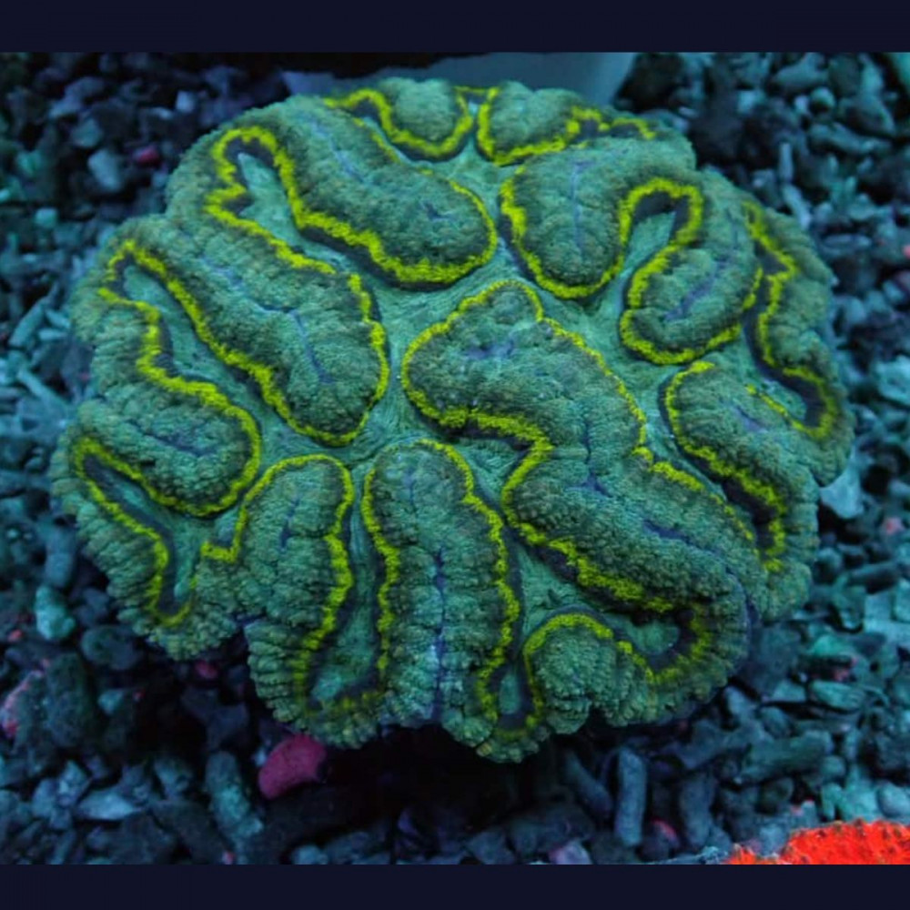  Symphyllia Ultra