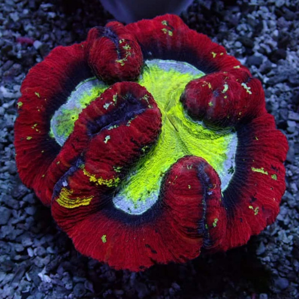  Wellsophyllia Ultra Red Сolored