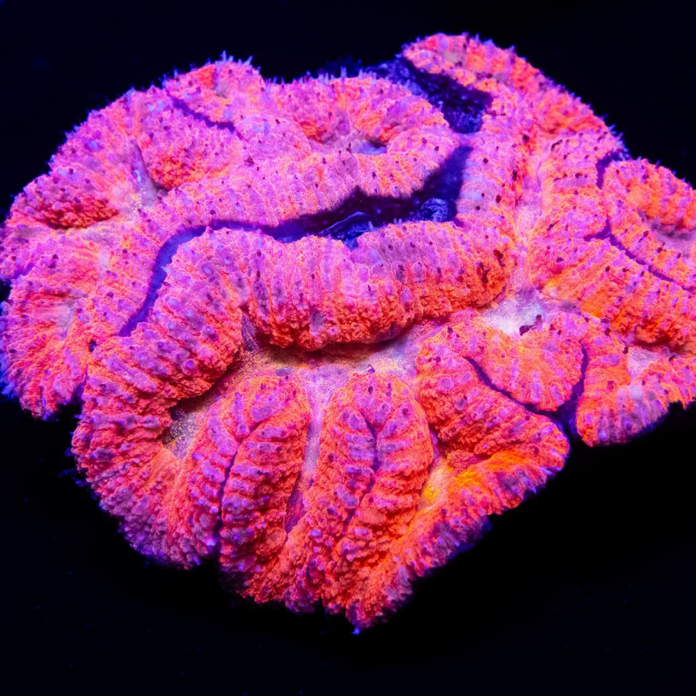 5х4 Bright Pink Ausse Symphyllia