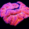 5х4 Bright Pink Ausse Symphyllia