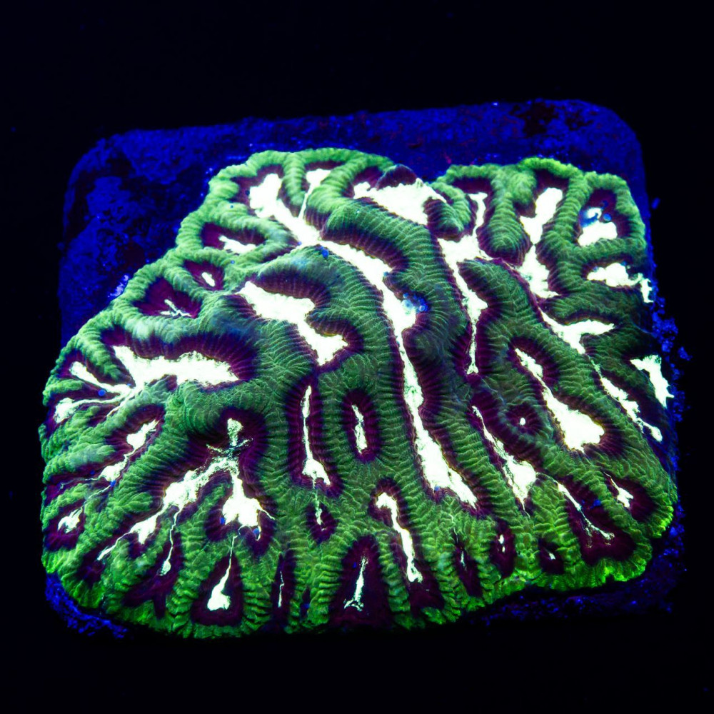 4х3 Ultra Green Silver Platygyra