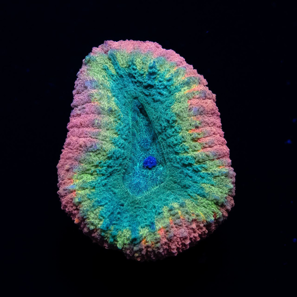 2х2 Red Yellow Green Lobophyllia