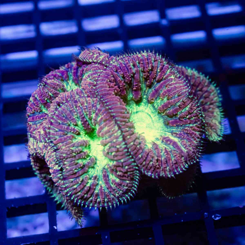 Blastomussa ultra grade