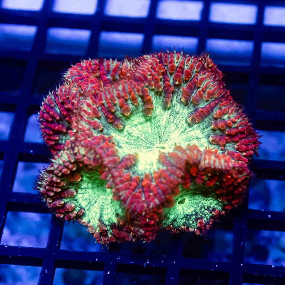 Blastomussa ultra grade red/toxic green 4 polyps
