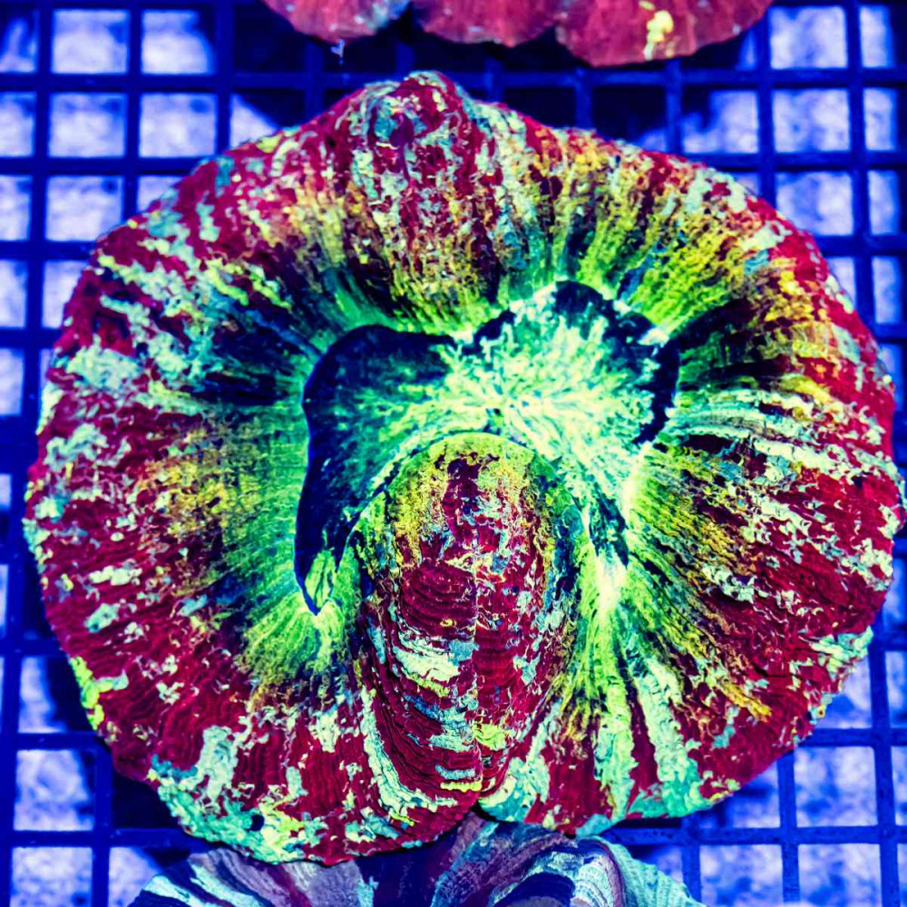  Trachyphyllia Ultra Rainbow
