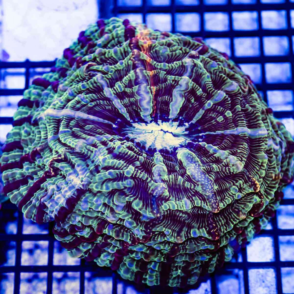  Indophyllia Super Ultra
