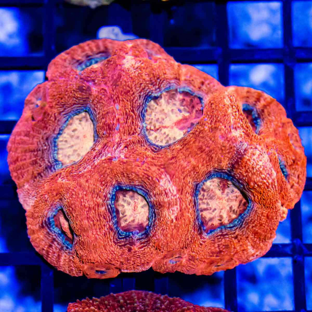 3x2 Acanthastrea Bowerbanki - Australia Red fire orange eyes