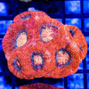 3x2 Acanthastrea Bowerbanki - Australia Red fire orange eyes