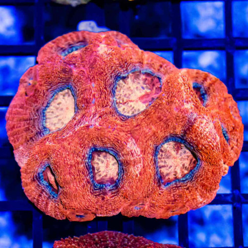 3x2 Acanthastrea Bowerbanki - Australia Red fire orange eyes