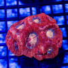 3x2 Acanthastrea Bowerbanki - Australia Red fire orange eyes